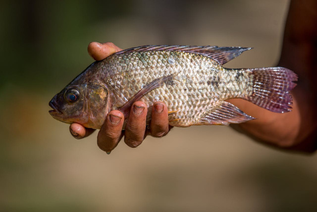 Ilustrasi penerapan sex reversal pada ikan nila. Foto: Pexels