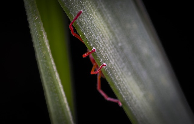 Ilustrasi tungai merah. Foto: Pixabay