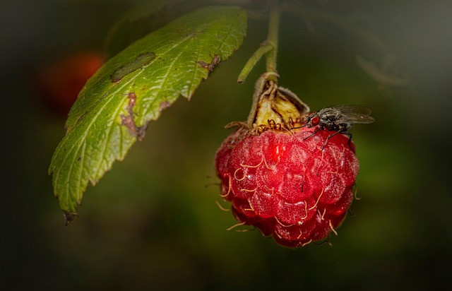 Ilustrasi hama lalat buah. Foto: Pixabay