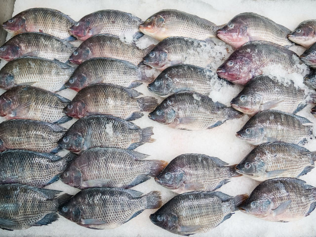 Ilustrasi faktor yang memengaruhi sintasan ikan. Foto: Pexels