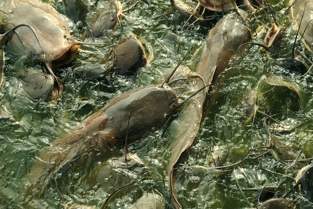 Ilustrasi cara menghitung biomassa ikan. Foto: Pixabay