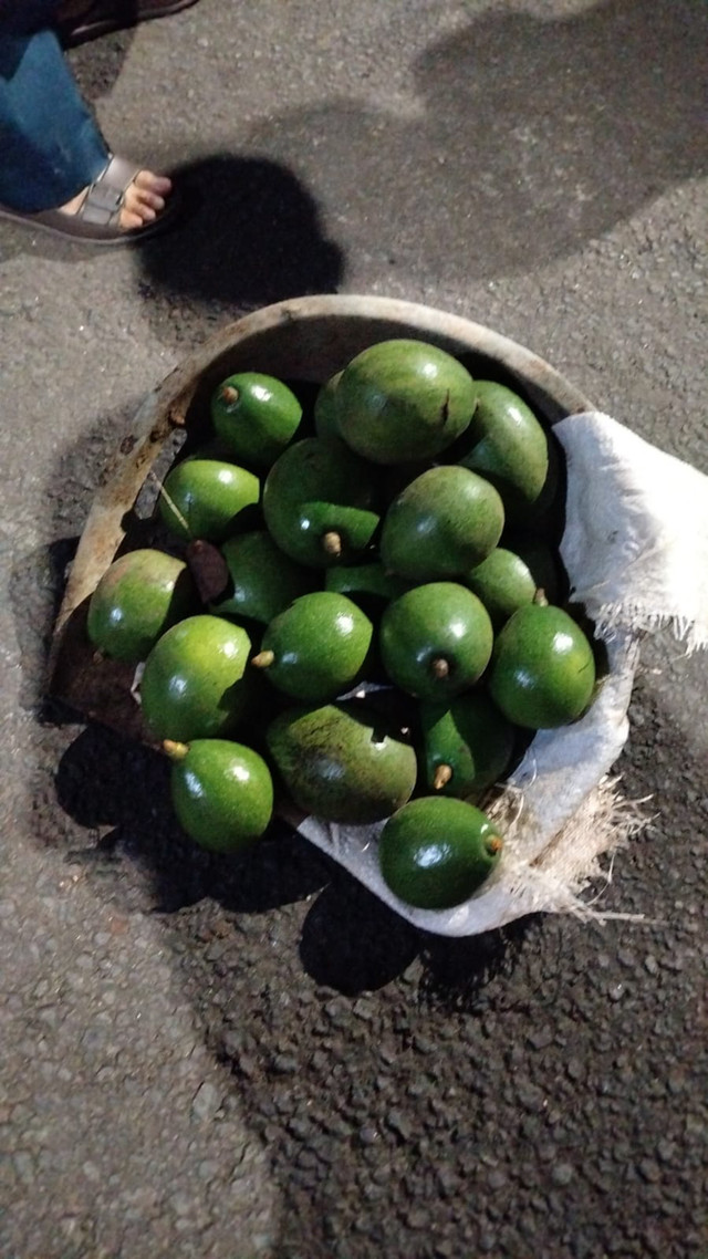 Alpukat curian Gabriel (25) sebanyak 10 kilogram milik salah satu warga di Jalan Jagakarsa, Jakarta Selatan pada Senin (23/2/2026). Foto: Dok. Istimewa