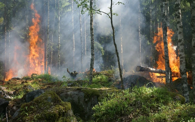 Kebakaran hutan akibat ulah manusia. Sumber Gambar: Pexels/ Pixabay