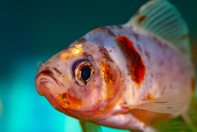 Ilustrasi ciri-ciri ikan terkena Aeromonas hydrophila. Foto: Pexels
