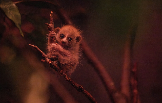 Bayi kukang kerdil langka lahir di Bronx Zoo. Foto: WCS (Wildlife Conservation Society)