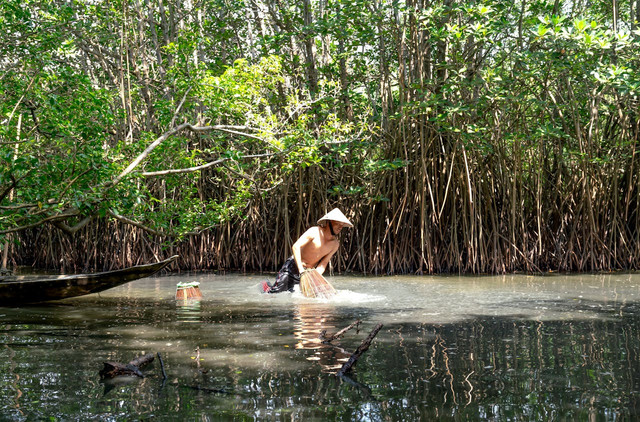 Ilustrasi fungsi mangrove bagi ikan. Foto: Pexels