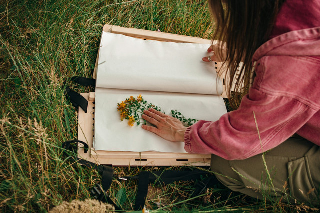 Ilustrasi Herbarium. Foto: Unsplash