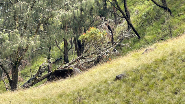 Foto pemandangan Kawasan Hutan di Pegunungan (Sumber: Dokumentasi Pribadi/Nandi)