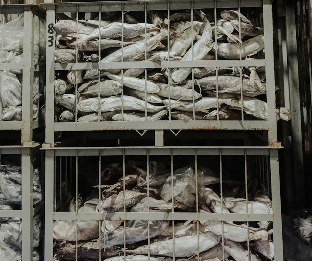 Ilustrasi kelebihan air blast freezing. Foto: Unsplash