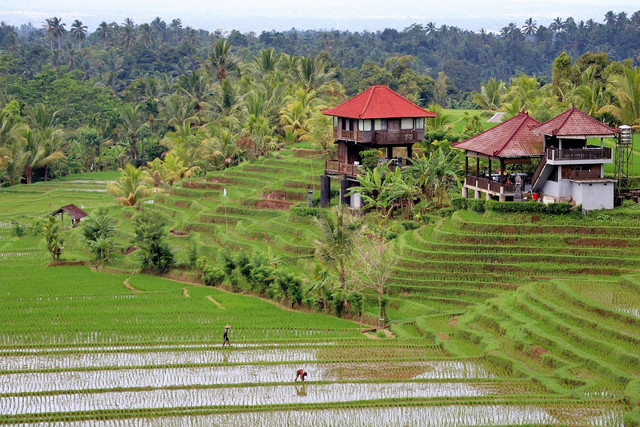 Ilustrasi Subak Bali. Foto: Pixabay.