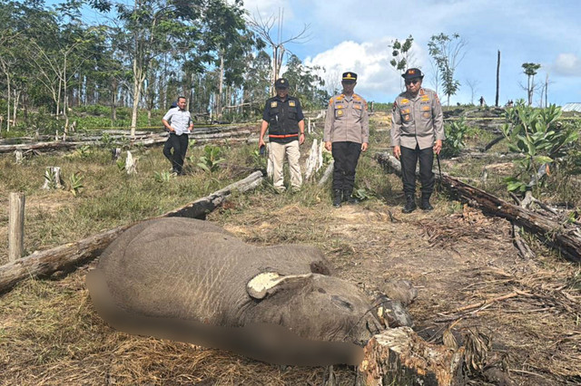 Seekor anak gajah liar ditemukan mati di Resort Lancang Kuning, Seksi PTN Wilayah l, kawasan Taman Nasional Tesso Nilo (TNTN). Foto: Dok. Polda Riau