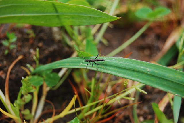 Ilustrasi hama walang sangit padi. Foto: Pixabay