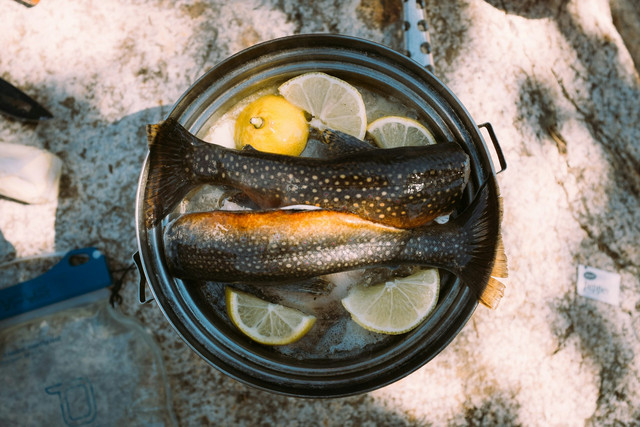 Ilustrasi fermentasi ikan. Foto: Unsplash