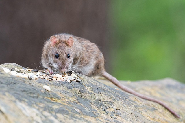 Ilustrasi tikus sawah. Foto: Pixabay