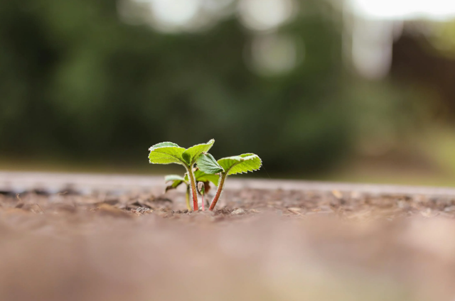 Ilustrasi biji seswau yang mulai tumbuh, bukti bahwa alam akan memberikan jalan terbaik bagi yang percaya padanya. Sumber : Pexels