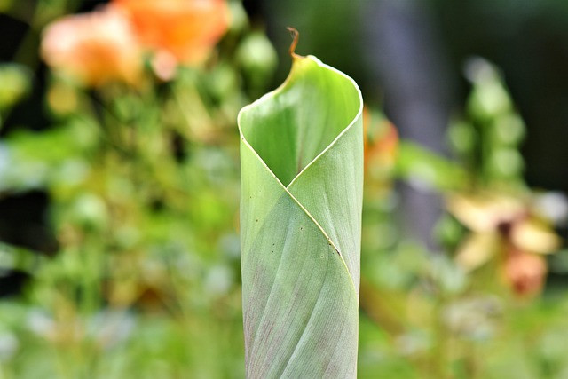 Ilustrasi ulat penggulung daun pisang. Foto: Pixabay