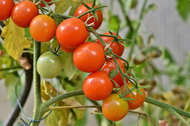 Ilustrasi hama penggerek buah tomat. Foto: Pixabay