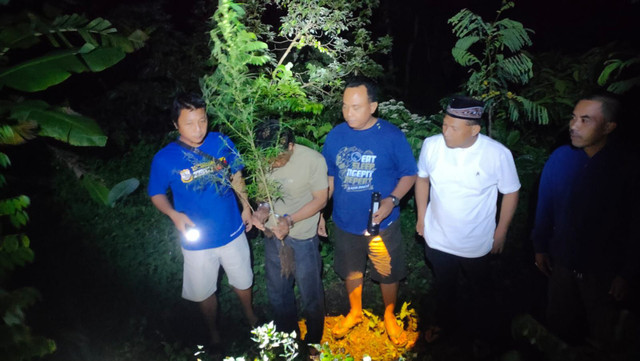 Satresnarkoba Polres Kediri saat menggerebek ladang ganja di wilayah Kecamatan Plosoklaten, Kabupaten Kediri. Foto: Dok. Istimewa