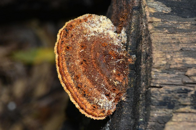 Ilustrasi penyakit busuk pangkal batang tanaman kelapa sawit. Foto: Pixabay