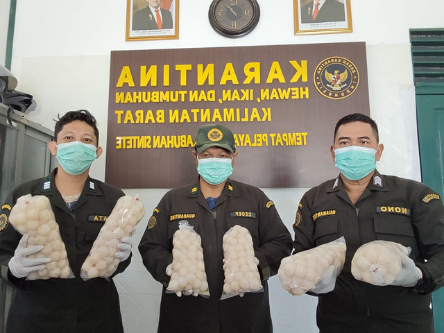 Petugas karanina menunjukan barang bukti hasil pengamanan