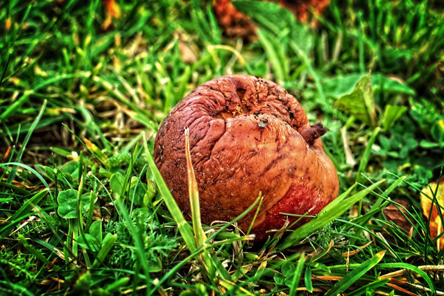 Ilustrasi penyakit busuk lunak. Foto: Pixabay