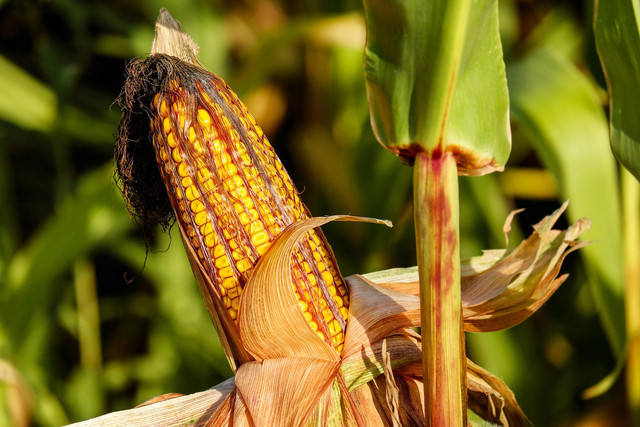 Ilustrasi penyakit busuk pelepah jagung. Foto: Pixabay