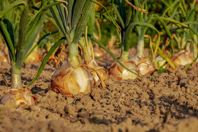 Ilustrasi penyakit bercak ungu bawang merah. Foto: Pixabay