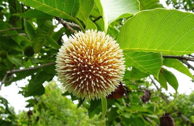 Ilustrasi penyakit mati pucuk tanaman jabon. Foto: Pixabay