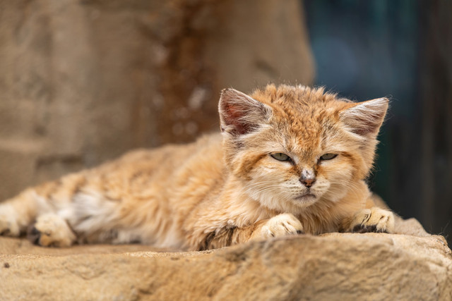 Kucing pasir, salah satu kucing yang bisa menggonggong seperti anjing. Foto: Tom Meaker/Shutterstock