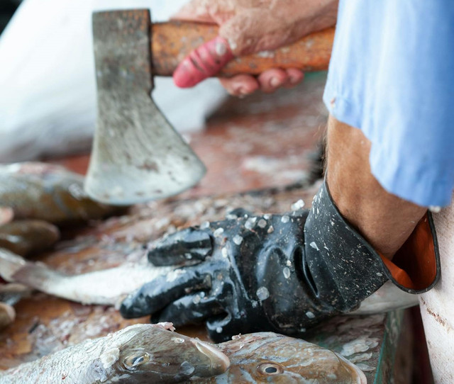 Ilustrasi proses gutting. Foto: Pexels