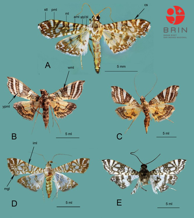 Glyphodella fojaensis dan Chabulina celebesensis. Foto: BRIN