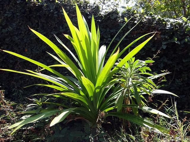 Daun pandan merupakan bahan utama kerajinan anyaman pandan khas Sumatra Barat. Sumber foto: pixabay.com