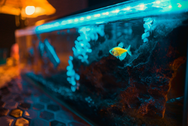 Ilustrasi lampu UV aquarium terbaik 2026. Foto: Unsplash