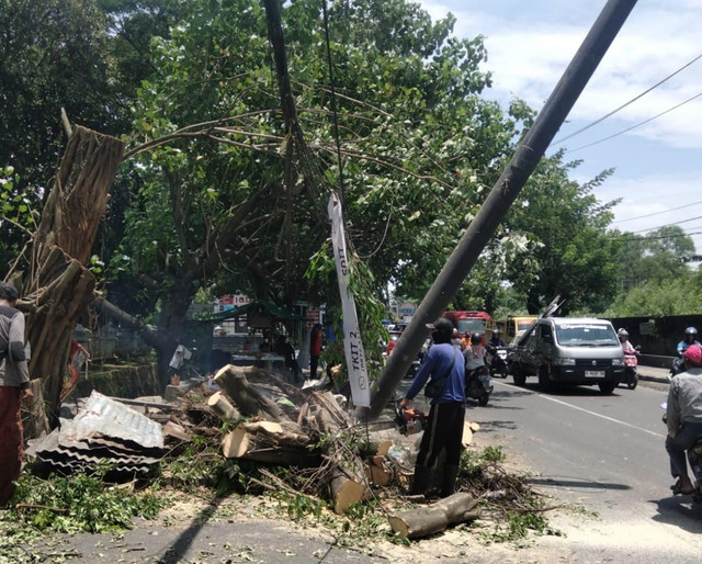 Pemkot Semarang tangani pohon tumbang akibat dampak dari hujan disertai angin kencang yang terjadi Rabu (4/3). Foto: Dok. Pemkot Semarang