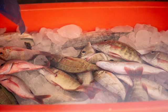 Ilustrasi logistik rantai dingin produk perikanan. Foto: Unsplash