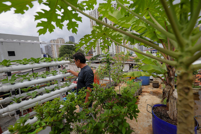 Warga Kelurahan Pasar Manggis memanfaatkan rooftop seluas 90 meter persegi di rumahnya di Jalan Menteng Atas, Setiabudi, Jakarta Selatan, Sabtu (7/3), sebagai lokasi pertanian perkotaan atau urban farming. Foto: Jamal Ramadhan/kumparan