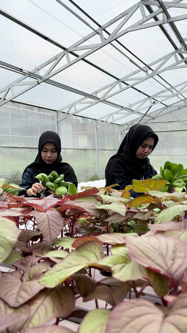 Panen Hasil Hidroponik di Greenhouse BUMDes (Dokumentasi Pribadi)