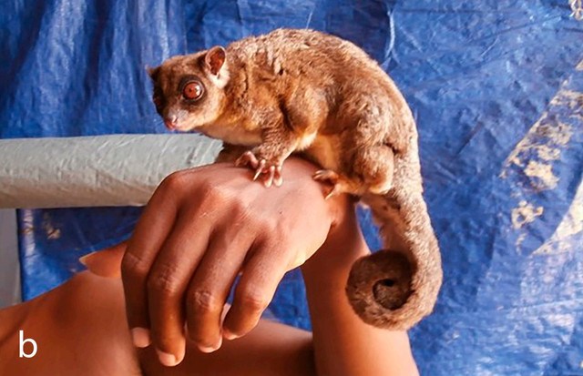 Tupai terbang berekor cincin (Tous ayamaruensis ) dianggap suci oleh beberapa kelompok masyarakat adat di Papua Nugini. Foto: Arman Muharmansyah via Journals Australian Museum