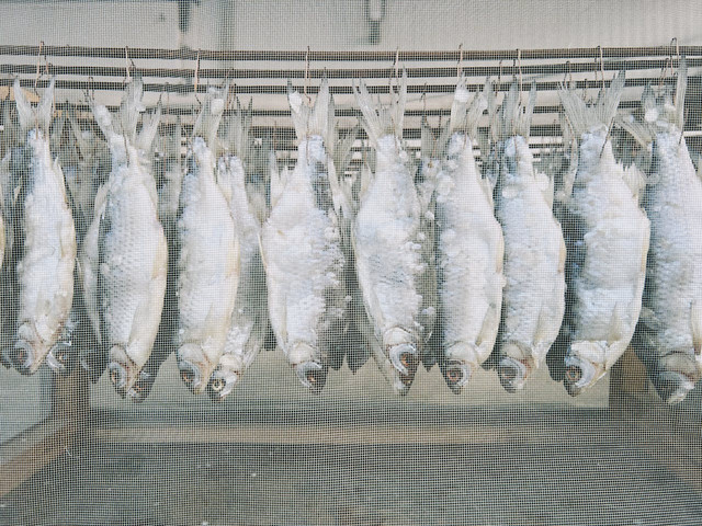 Ilustrasi tujuan dry wet curing dalam pengolahan ikan. Foto: Pexels