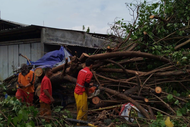 Pemkot Semarang menangani belasan titik pohon tumbang akibat cuaca ekstrem yang melanda pada Minggu (8/3/2026). Foto: Pemkot Semarang