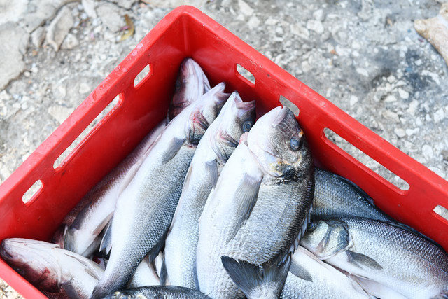 Ilustrasi fungsi pallet plastik dalam teknologi pengolahan ikan. Foto: Pexels