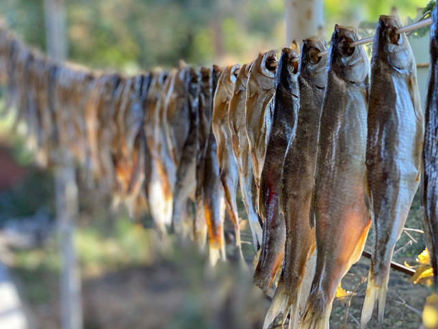 Ilustrasi prinsip kerja rotary drying untuk mengeringkan ikan. Foto: Pexels