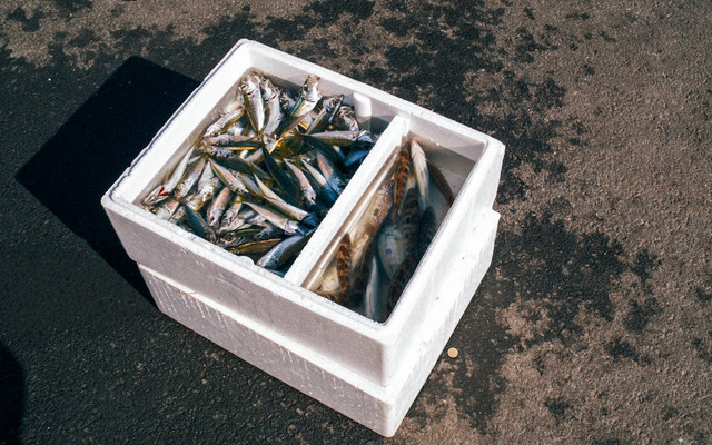 Ilustrasi fungsi styrofoam box untuk ikan. Foto: Pexels