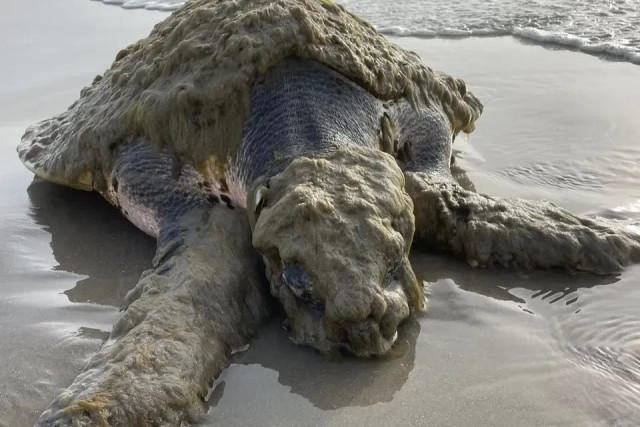 Penyu spesies Kemp's ridley sea turtle, salah satu penyu paling langka di dunia, terdampar di pantai dekat Galveston, Texas, Amerika Serikat, Sabtu (7/3/2026).
 Foto: Dok. Gulf Center for Sea Turtle Research