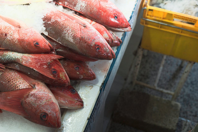 Ilustrasi membahas es jenis apa yang digunakan untuk ikan. Foto: Pexels
