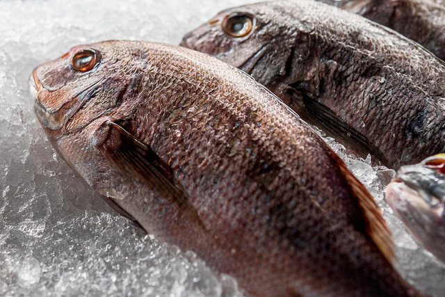 Ilustrasi perbedaan ikan beku dan ikan segar. Foto: Pixabay