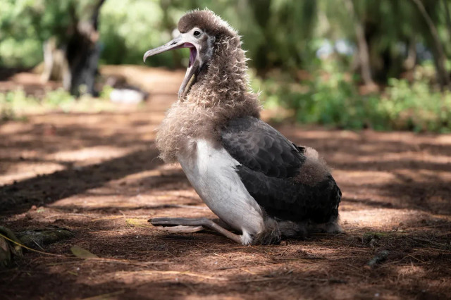 Anak burung albatros Laysan. Foto: Laurel Smith/US Fish and Wildlife Service (USFWS)