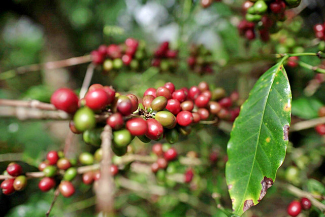 Ilustrasi hilirisasi perkebunan. Foto: Dok. Kementan