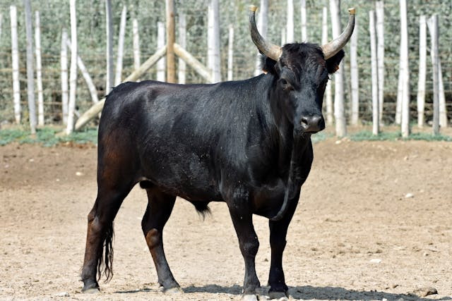 Hewan banteng menjadi inspirasi munculnya kesenian bantengan di Malang. Sumber foto: pexels.com