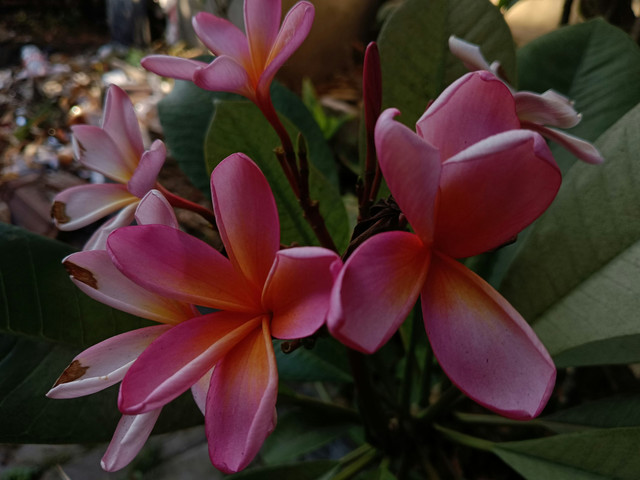  (Dok.Pribadi/Oktavia)